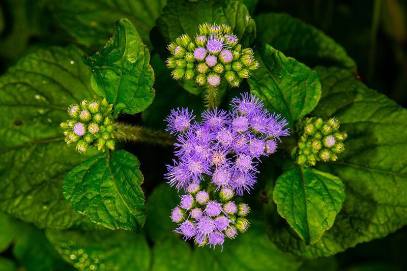 Blue Mistflower
