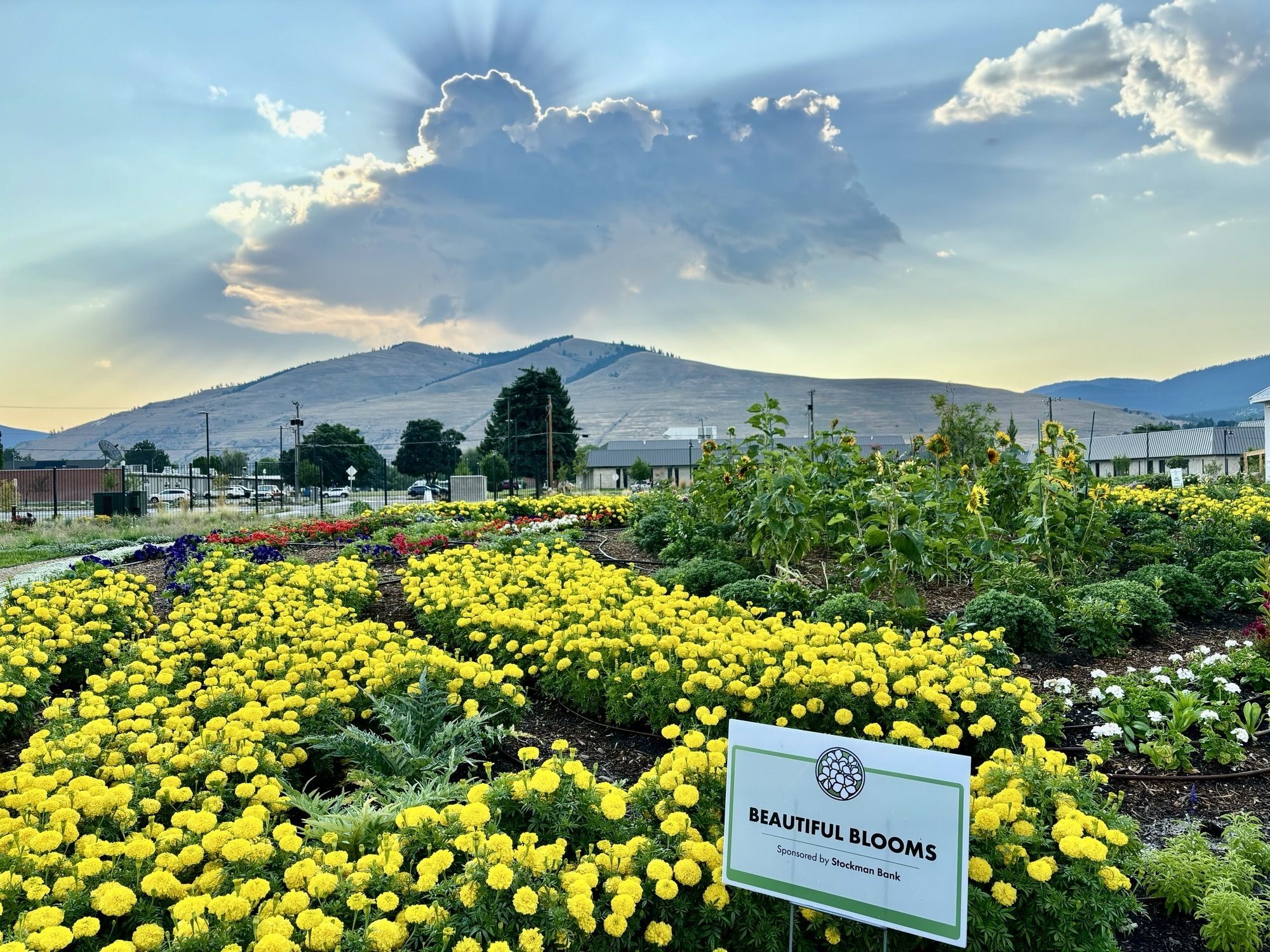 Rocky Mountain Garden with beautiful sky and flowers. 