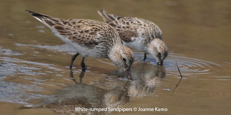 White-rumped Sandpiper