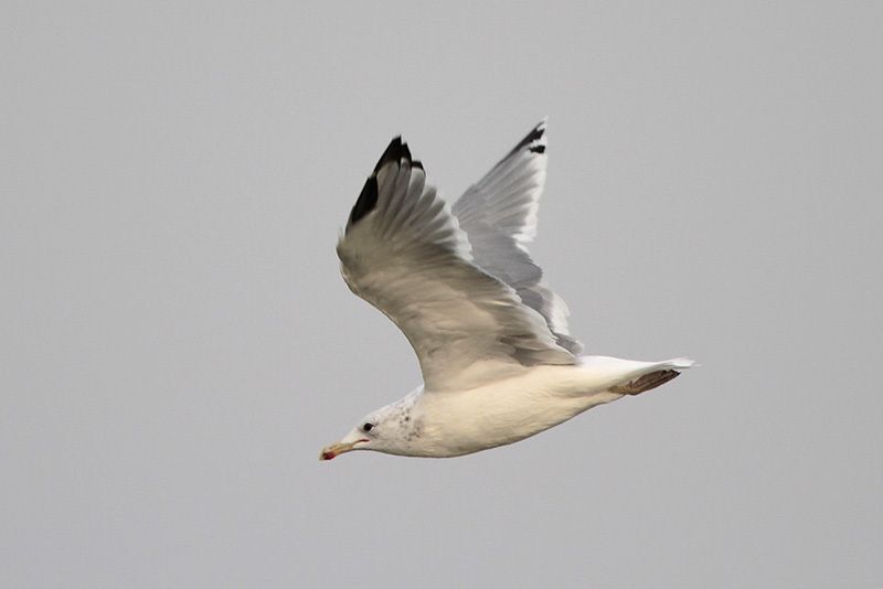 California Gull