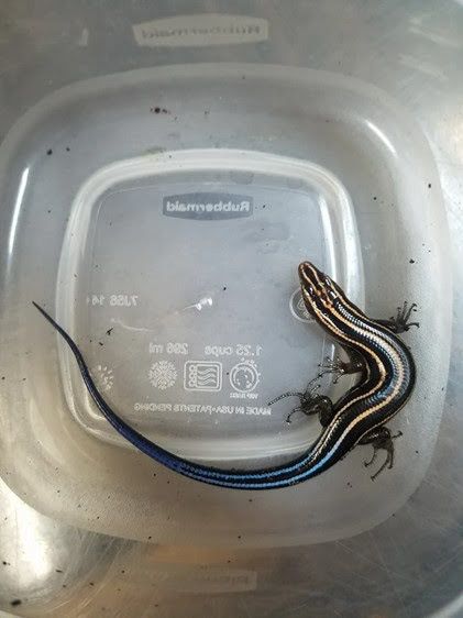 Five Lined Skink