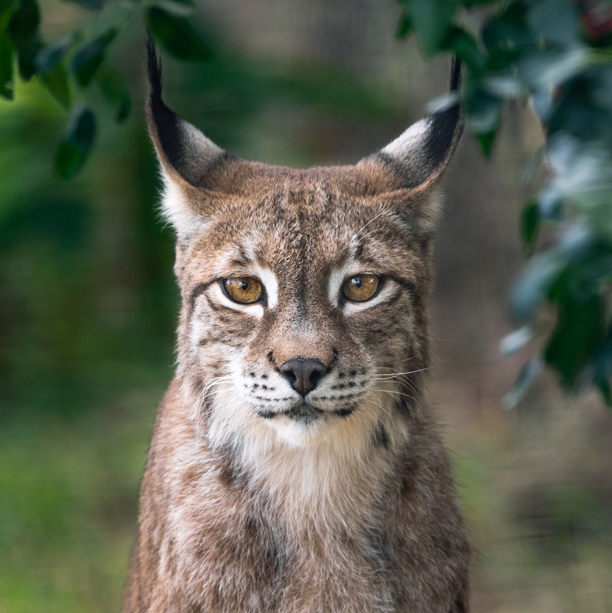 Center for Animal Research and Education : Meet the Animals : Lynx ...