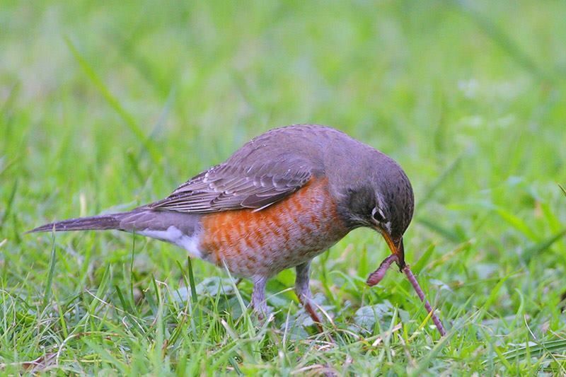 American Robin