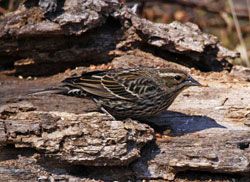 Red-winged Blackbird (female)