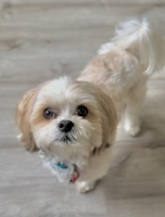 Harley - ADOPTED