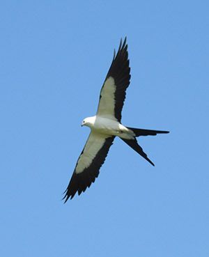 Swallow-tailed Kite