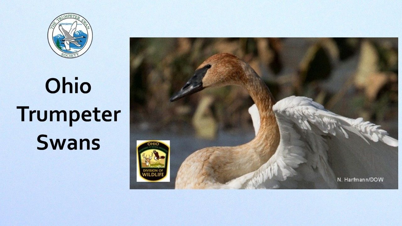 WEBINAR: Ohio Trumepter Swans