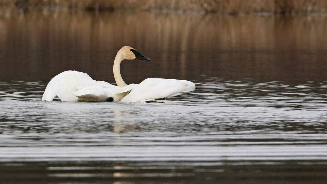 Trumpeter swans pay rare visit to central Pennsylvania