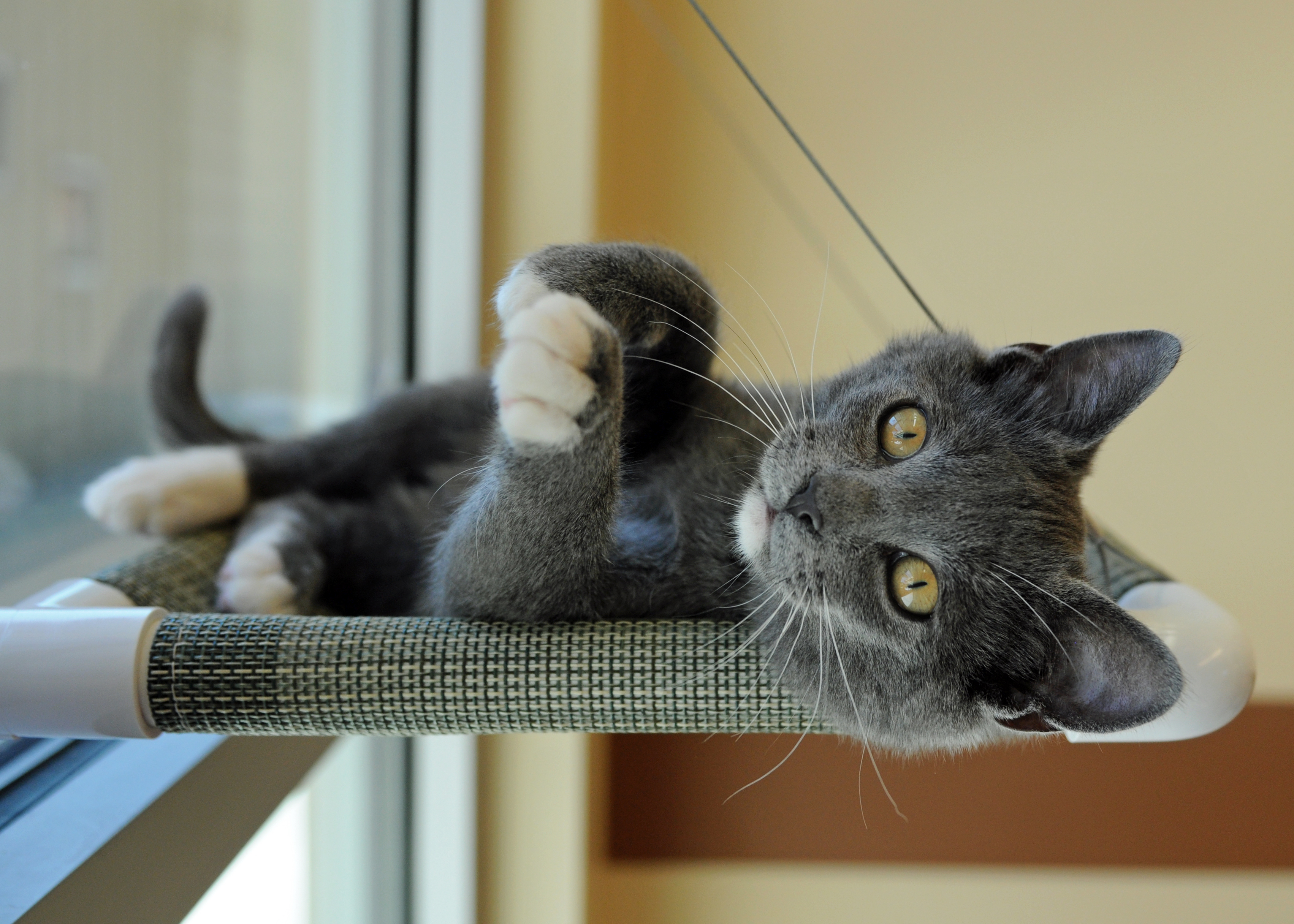 the-spca-for-monterey-county