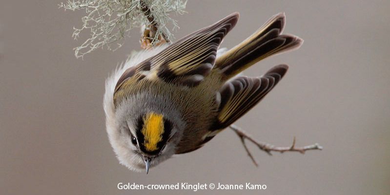 Golden-crowned Kinglet 