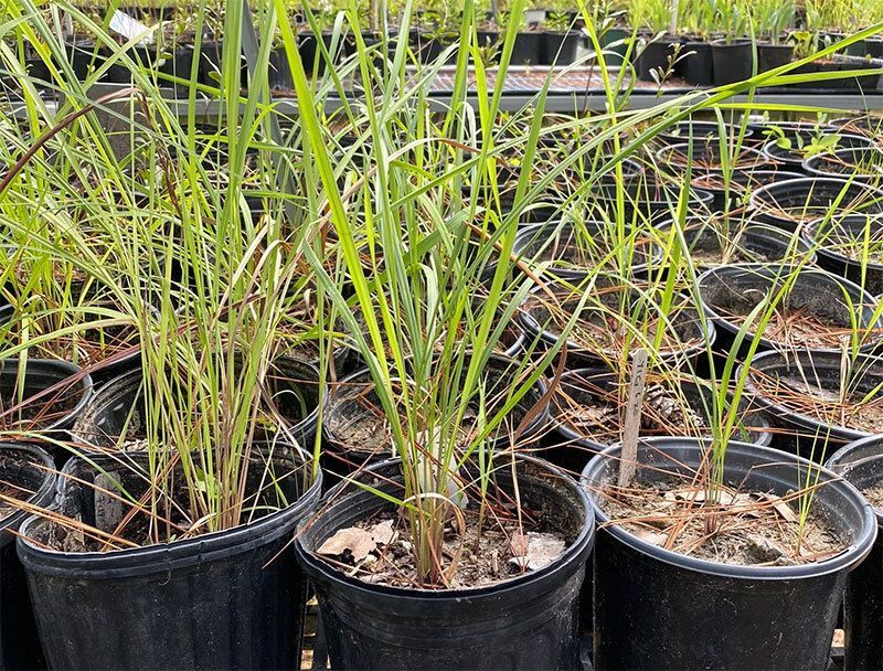 Coastal Natives Nursery