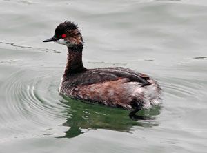 Beak of the Week: Eared Grebe