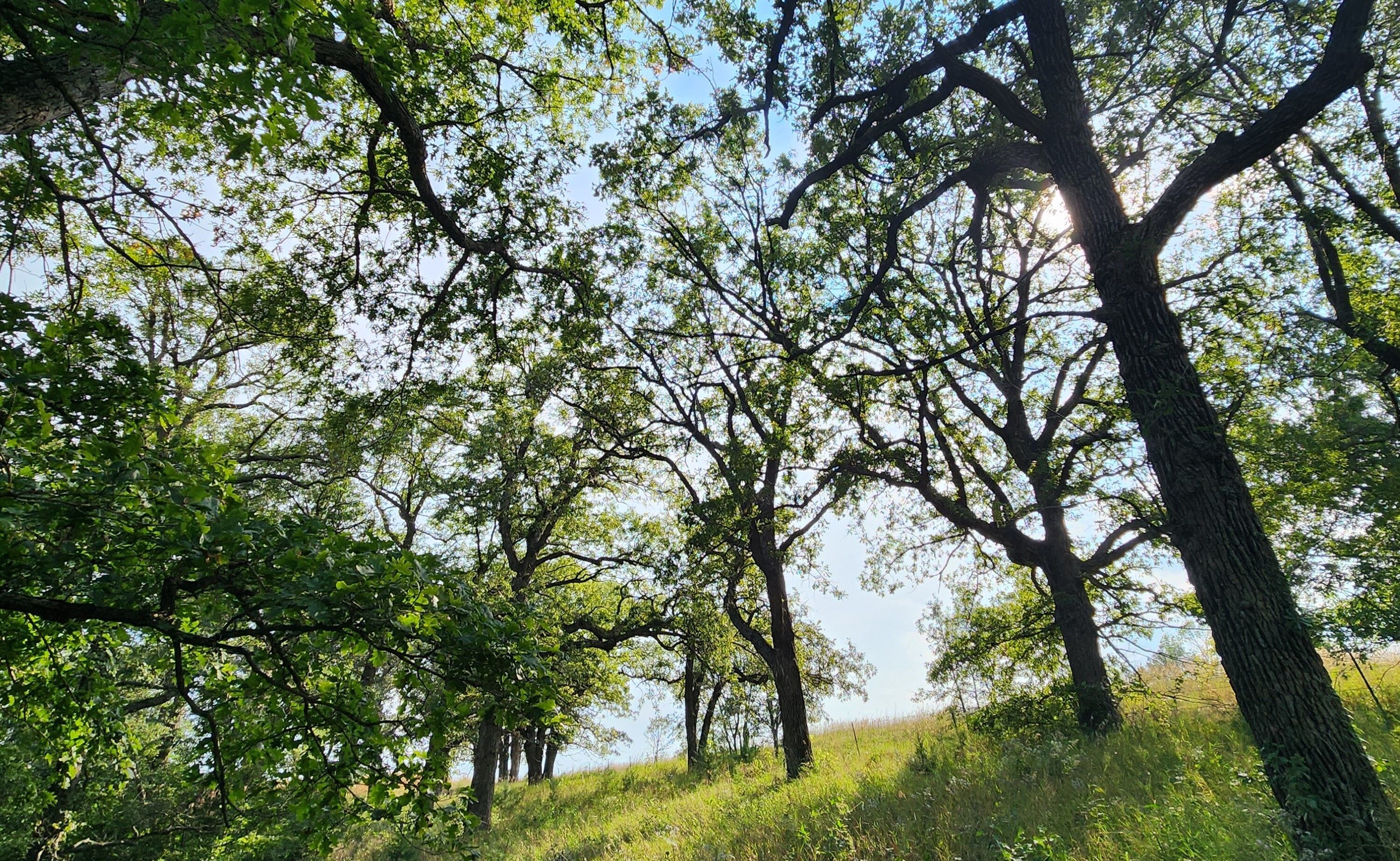 A stand of tall white oak trees on a hillside with blue sky and sunshine in the background