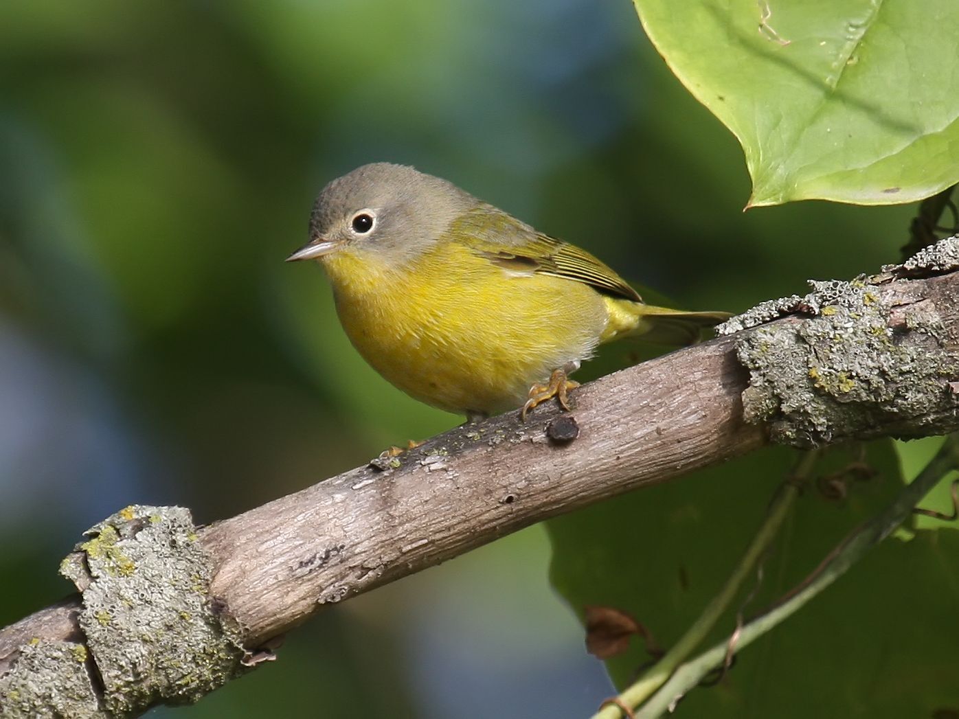 A Nashville Warbler with a yellow belly, greenish wings and gray head perches on a branch