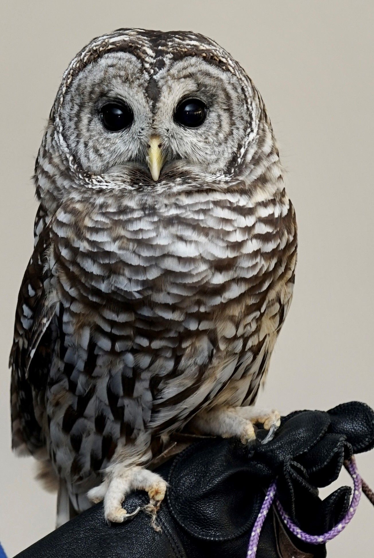 Serena the Barred Owl