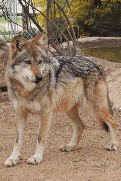 F891 Cholli Mexican Gray Wolf Southwest Wildlife Scottsdale Arizona