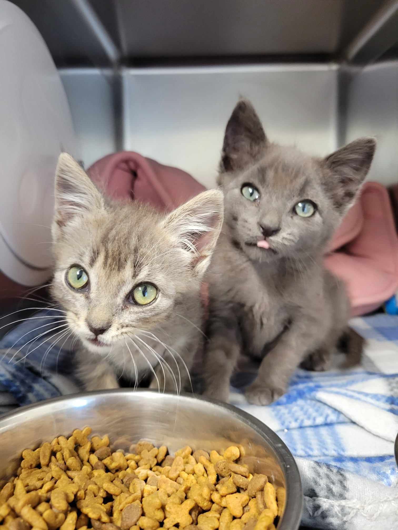 Got Kittens Who Need Homes? We Can Help!