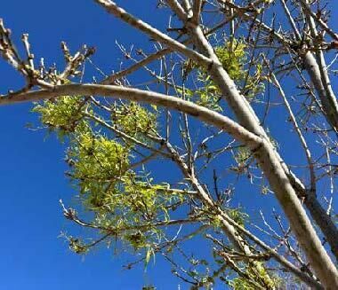 Tree Injury Due to Herbicides