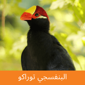 violet turaco