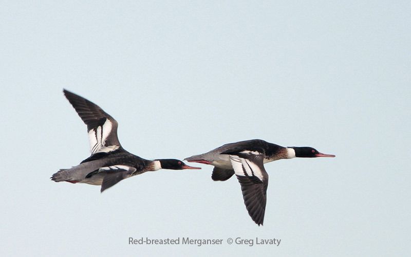 Red-breasted Merganser