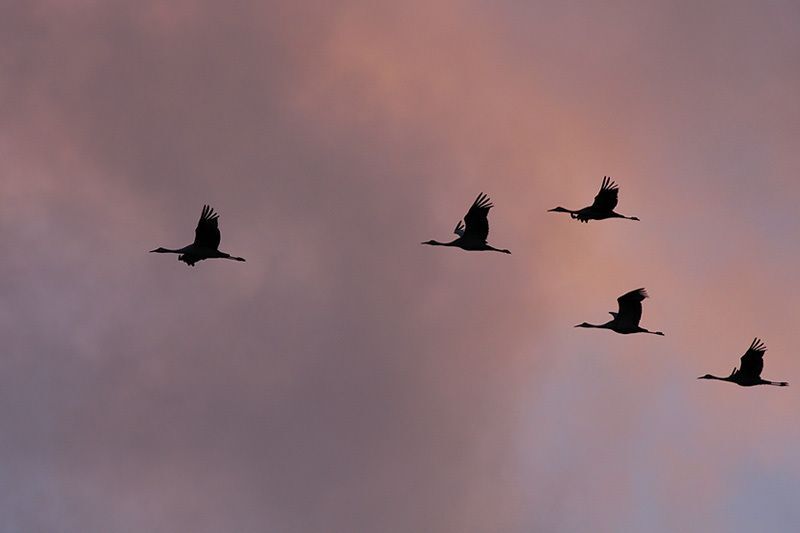 Sandhill Cranes