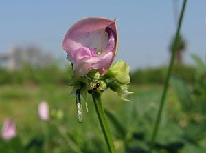 Trailing Wild Bean