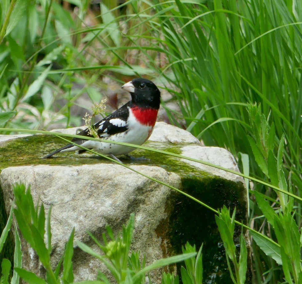 A rose-breasted grosbeak on a water fountain