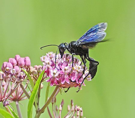 Operation Pollination