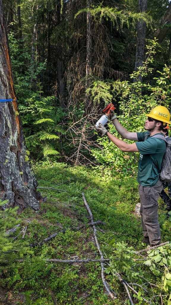 A crew member sprays a tree with a red paint spray can.