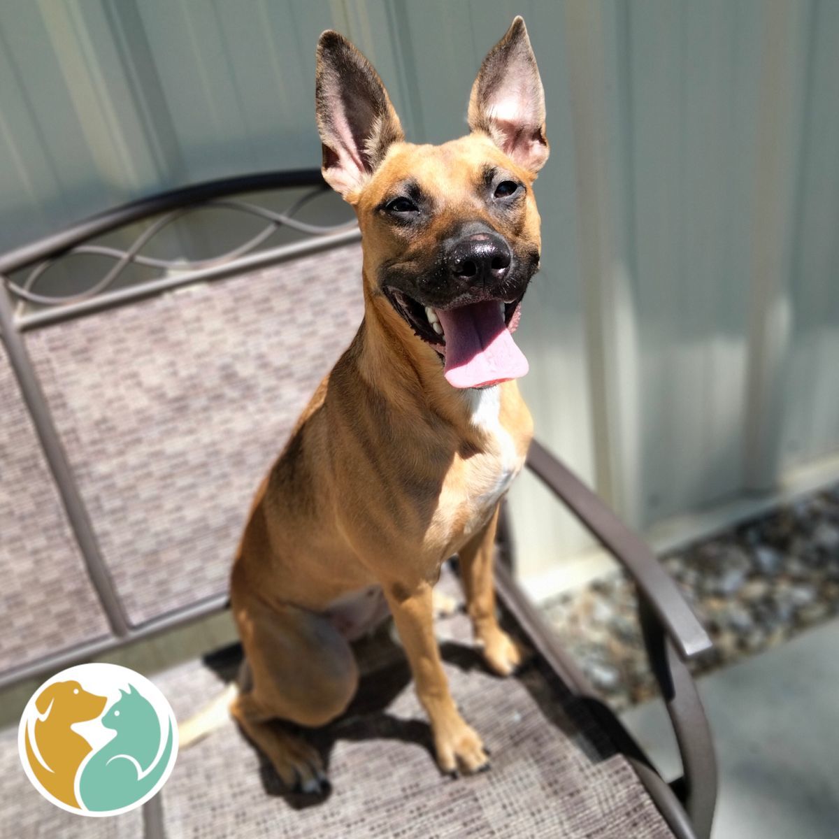 Toledo Animal Rescue Adopt Dogs & Puppies