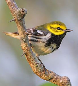 Black-throated Green Warbler