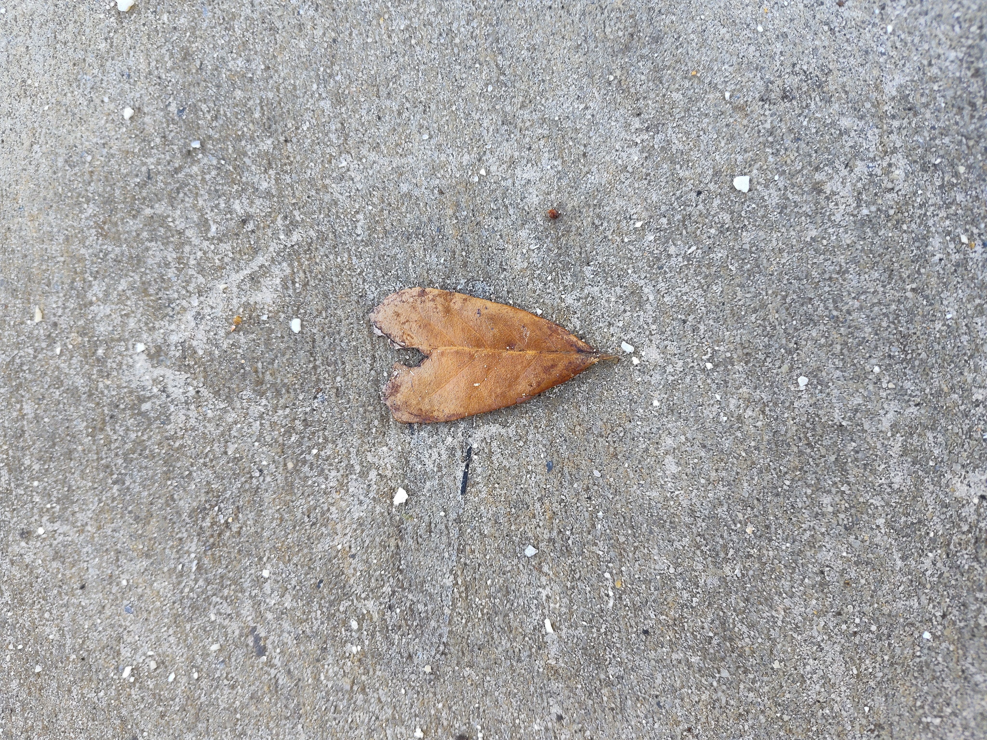 Leaf heart by Jim Margiasso