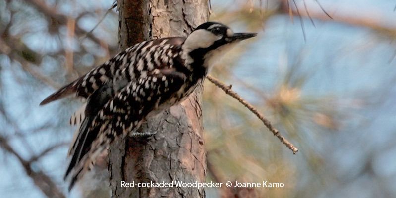 Red-cockaded Woodpecker