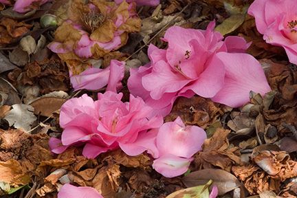 Pink Camillias