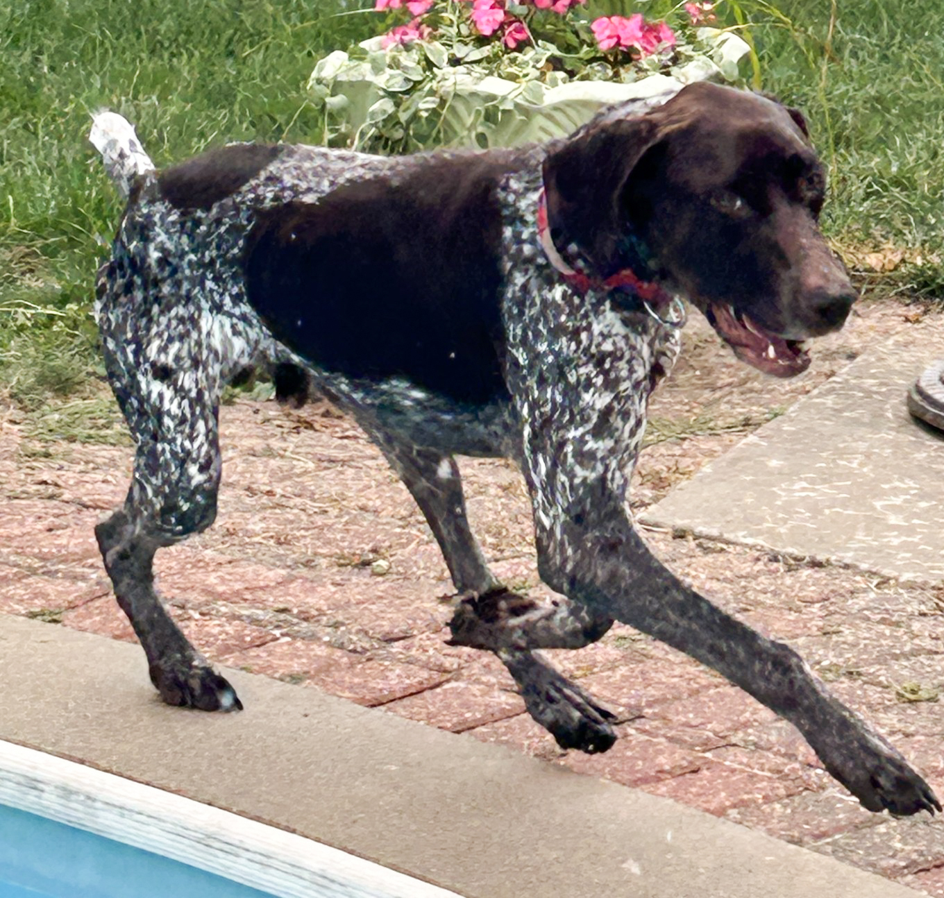 Scout
