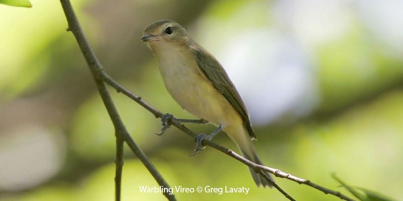 Warbling Vireo