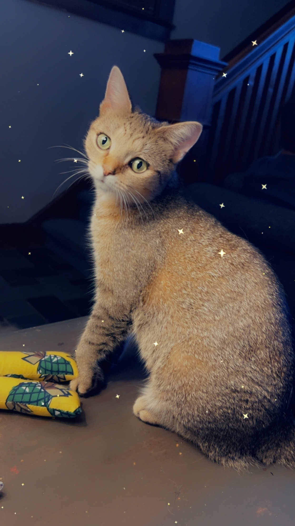 Sandy Cheeks