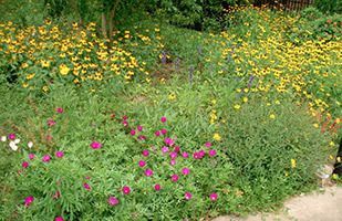 A Lover of Wildflowers