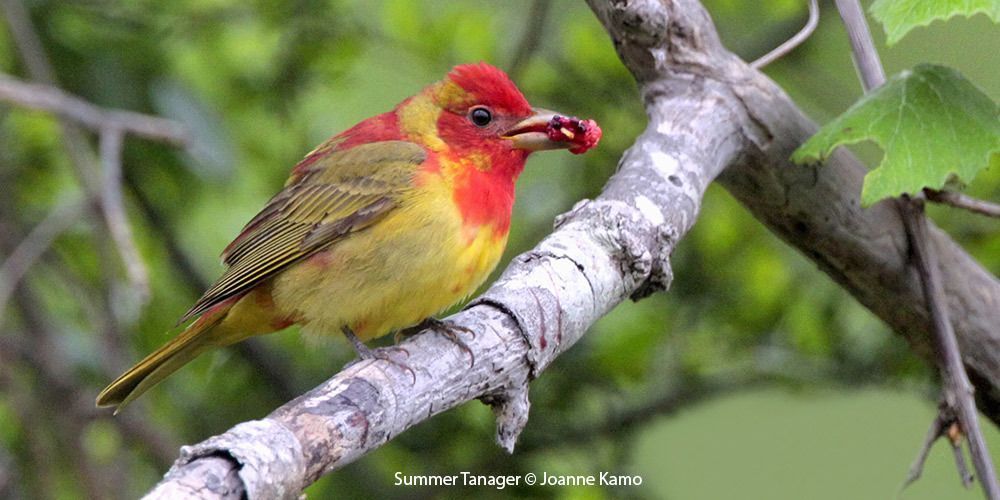 Summer Tanager eating a mulberry