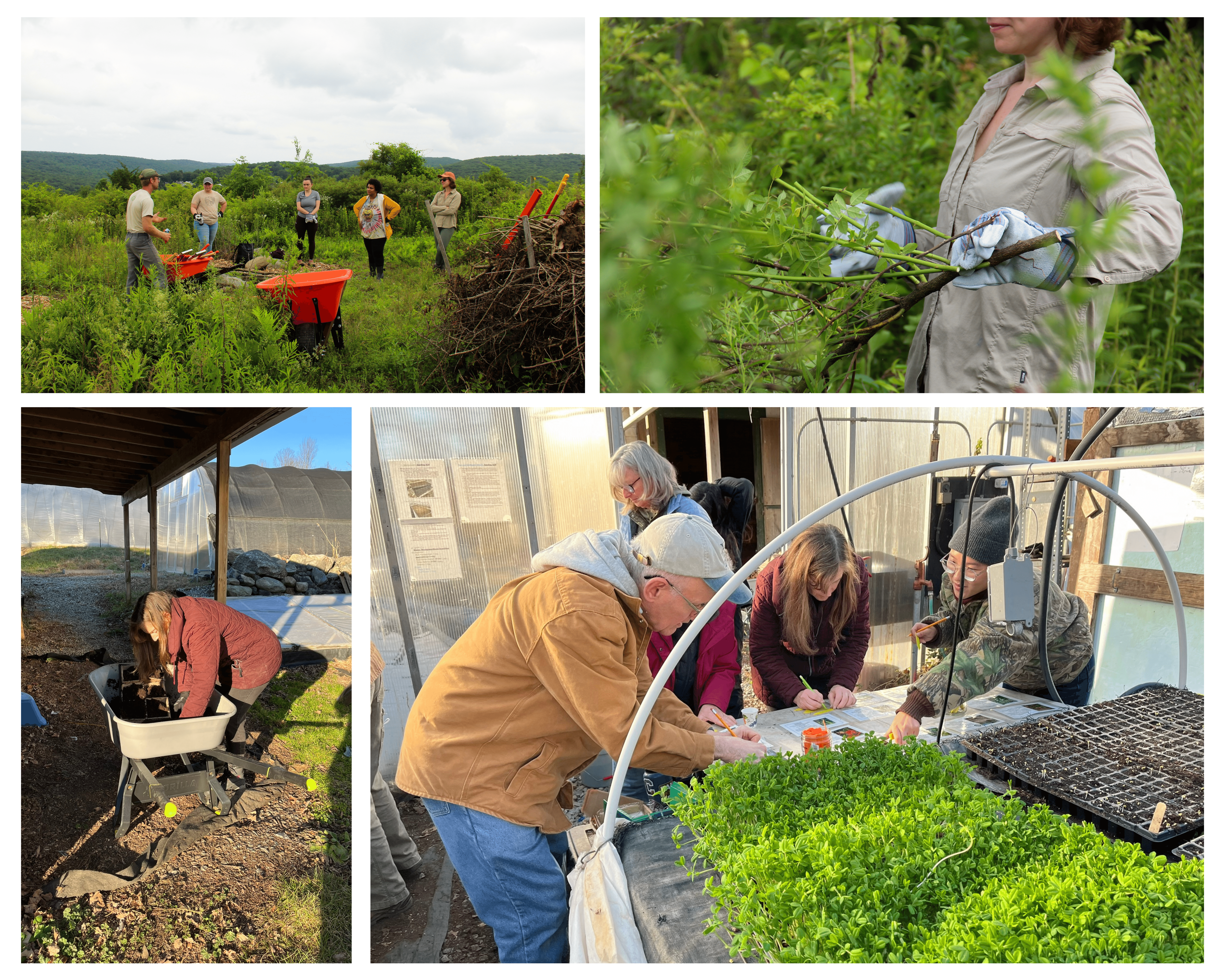 Multiflora Thicket Restoration Project: Removal and Propagation Workshops
