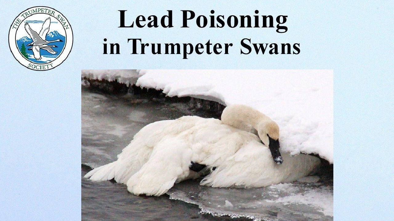 Lead Poisoning in Trumpeter Swans