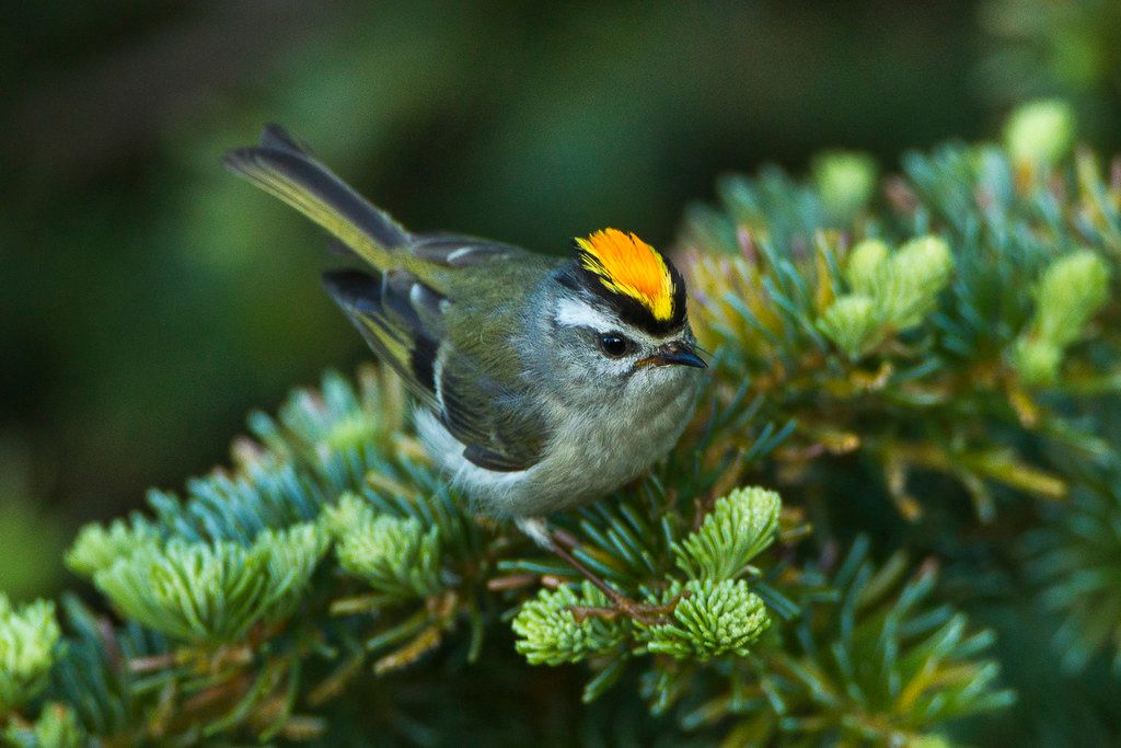 Let’s Go Birding | Be on the Lookout for a Flashy Golden Crown!