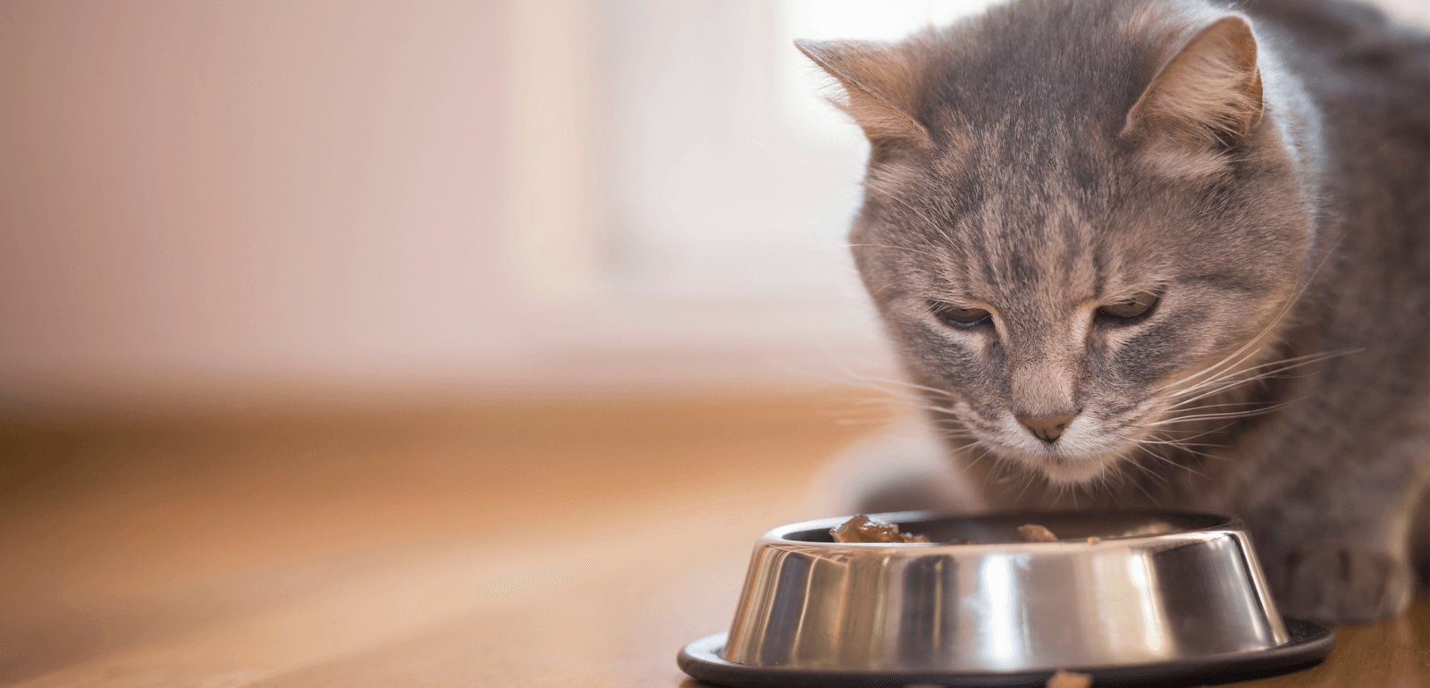 Hill's Food, Shelter & Love Program SERVICES Midlands Humane Society