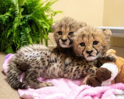 Cheetah Cubs arrive at the Zoo : News : Lincoln Children's Zoo