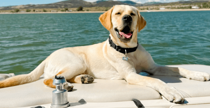 Cooper on back of boat