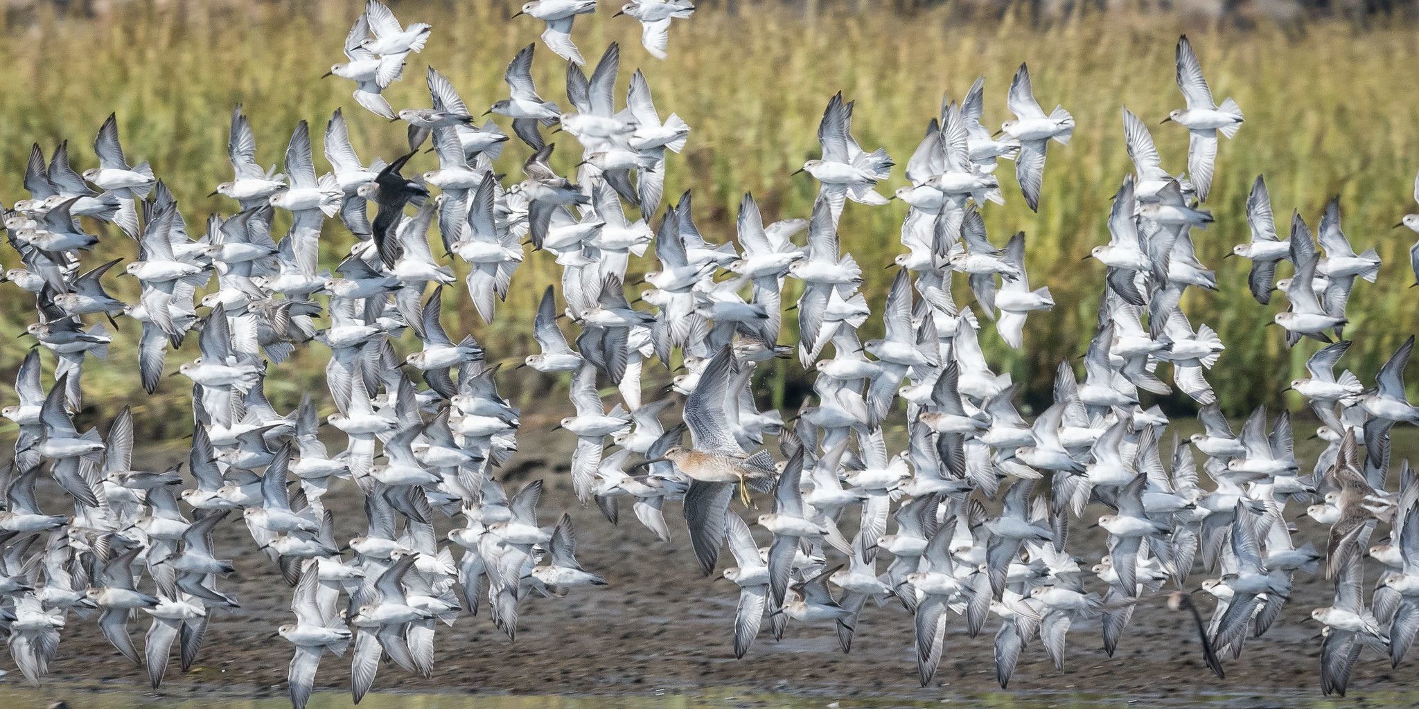 San Diego Audubon receives a grant to fund restoration and protection of coastal habitat at the San Diego Rivermouth and the Kendall-Frost Marsh. 