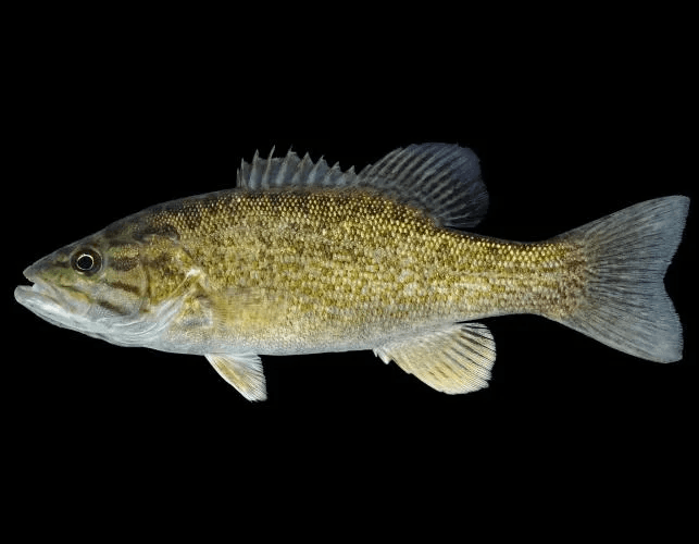 Smallmouth Bass