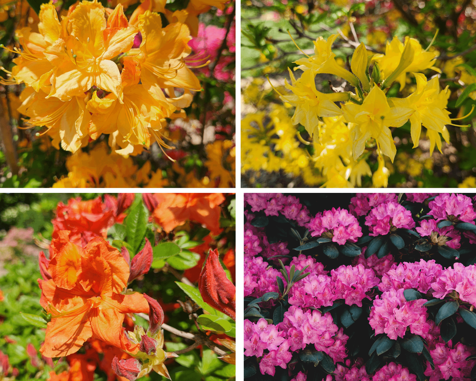 Rhododendron vs. Azalea