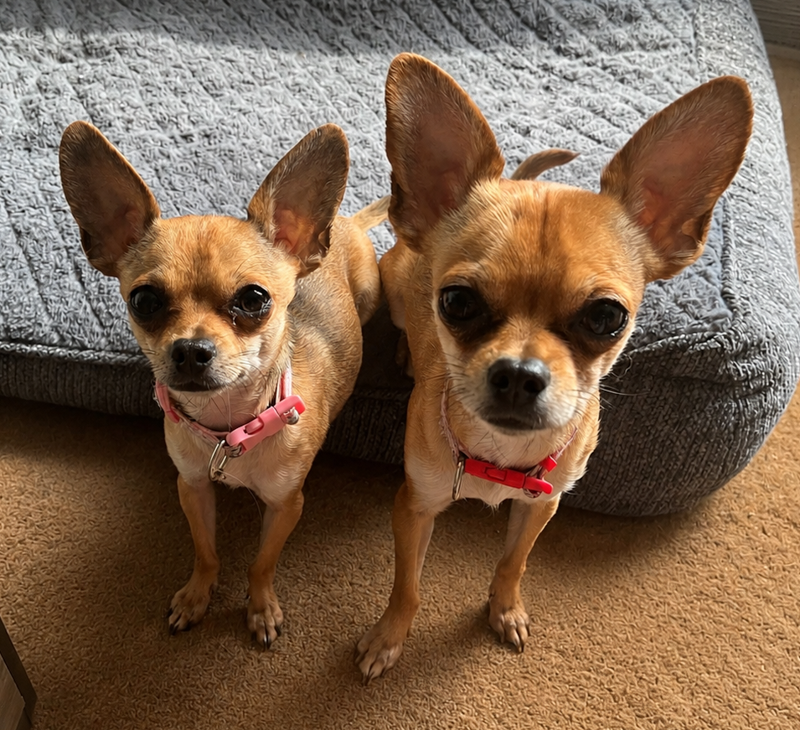 Carmen and Willow