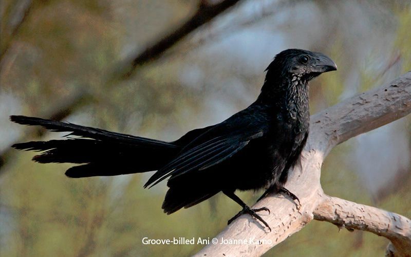 Groove-billed Ani 